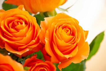 オレンジ色のバラ