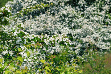 White hawthorn flowers in spring garden, close up, macro. Crataegus monogyna blossoms. Single-seeded hawthorn bloom
