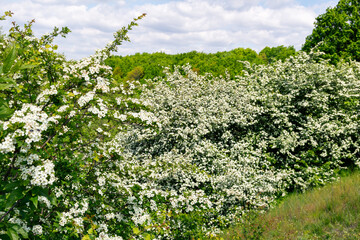 White hawthorn flowers in spring garden, close up, macro. Crataegus monogyna blossoms. Single-seeded hawthorn bloom