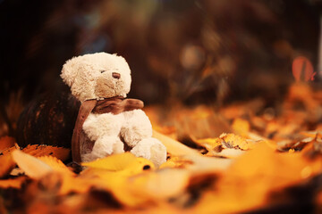 Rear view Teddy bear doll sitting on autum leaves at footpath. Black view lost bear toy looking out on the bicycle path, Lonely ted sitting alone at woodland, International missing children's day