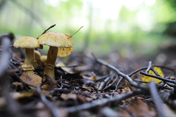 Mushroom during fall in a Forest Lane with Shallow Depth of Field
