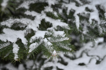 Snow-covered fir tree branches as a background
pine branches covered with snow, fir branches under the snow