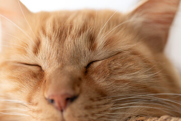 可愛い猫の寝顔　茶トラ猫