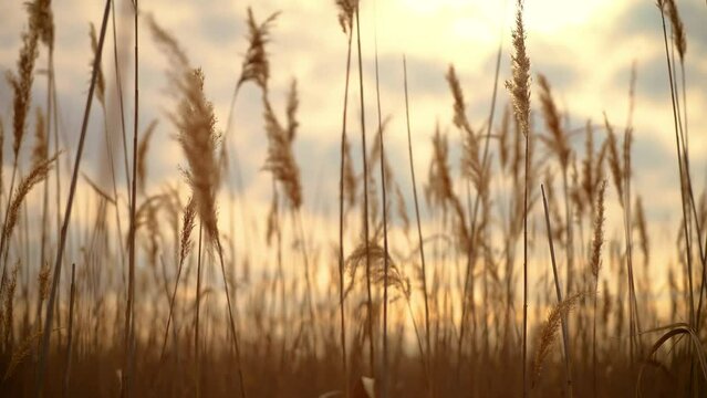 Dry reeds move with breeze at sunset in lake swamp. Blowing Wind Causes Tall Grass in Field to Sway. Beautiful uncultivated nature, ecological places