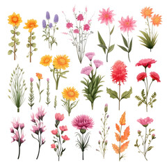 Watercolor flowers grass bushes shrub and small plants isolated