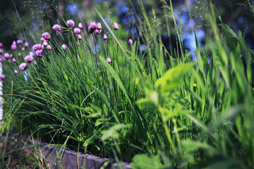 Plants and flowers macro. Detail of petals and leaves at sunset. Natural nature background.