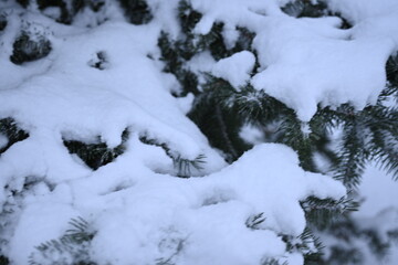 Snow-covered fir tree branches as a background

