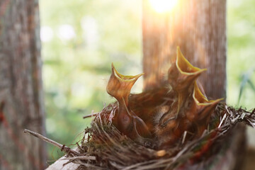 Bird nest with chicks in the wild. Starling eggs and chicks.