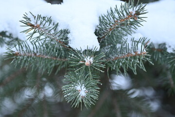 Snow-covered fir tree branches as a background

