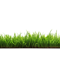 Obraz premium green grass isolated on white
