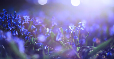 Plants and flowers macro. Detail of petals and leaves at sunset. Natural nature background.