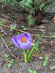 Crocus vernus Spring saffron or spring crocus growing in park