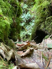The Torc Waterfall in the Killarney National Park in County Kerry - Ireland