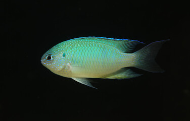 Blue sapphire damsel (Pomacentrus pavo)	