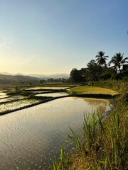 Water filled rice field, sunset colours, Muang Pan district, Lampang province, near Chiangmai city,...