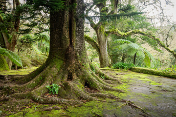 Terra Nostra park in the island of São Miguel, Azores