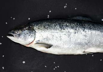 Salmon, trout fish on dark background.