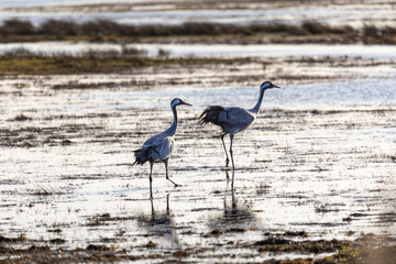 Zwei Kraniche im Januar auf überfluteter Wiese bei Zingst.