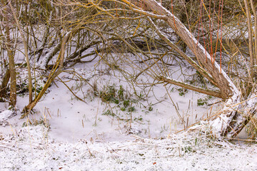 Frozen wetland with trees, shrubs and undergrowth in winter