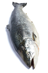 Salmon, trout fish isolated on white background.