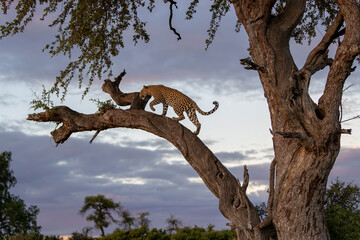 Leopard (Panthera Pardus) climbing in a tree in the late afternoon in Mashatu Game Reserve in the Tuli Block in Botswana © henk bogaard