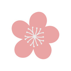 Pink flower on white background, cherry blossom 