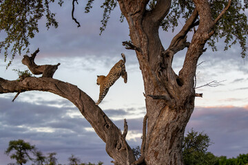 Leopard (Panthera Pardus) climbing in a tree in the late afternoon in Mashatu Game Reserve in the Tuli Block in Botswana