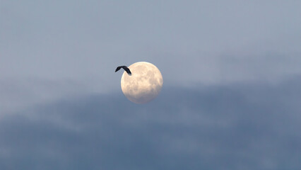 Seeadler &uuml;ber Vollmond.