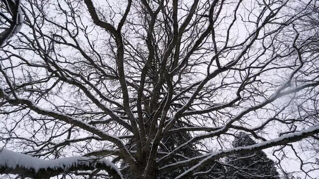 The camera moves backward from a snow-covered tree and captures the intricate
