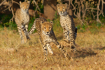 Cheetah (Acinonyx jubatus) sub adult walking, climbing and playing in the late afternoon in Mashatu Game Reserve in the Tuli Block in Botswana                                    