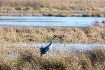 Schreiender bzw. trompetender Kranich im Januar auf den Sundischen Wiesen bei Zingst.