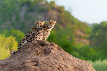Cheetah (Acinonyx jubatus) sub adult walking, climbing and playing in the late afternoon in Mashatu...