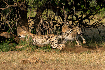 Cheetah (Acinonyx jubatus) sub adult walking, climbing and playing in the late afternoon in Mashatu Game Reserve in the Tuli Block in Botswana                                    
