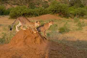 Cheetah (Acinonyx jubatus) sub adult walking, climbing and playing in the late afternoon in Mashatu Game Reserve in the Tuli Block in Botswana                                    