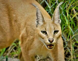Close-up of a Caracal companion amidst lush foliage