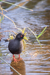 View of black crake (Zapornia flavirostra) walking around a lake, Kruger National Park, South Africa