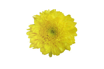 Close-up view of yellow chrysanthemum flowers isolated on transparent background png file.