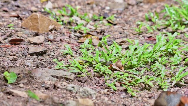 Moving to the right together as they forage, Ferruginous Partridge Caloperdix oculeus, Thailand