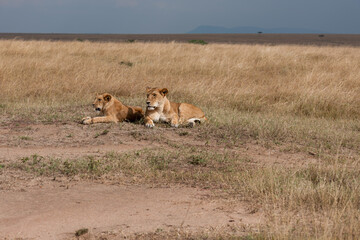Lion female in the Masai Mara