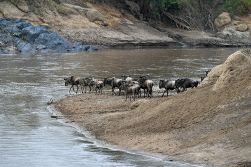 migration in the Masai Mara Kenya