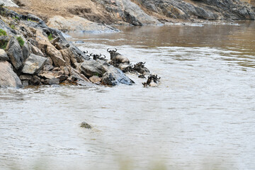 migration in the Masai Mara Kenya