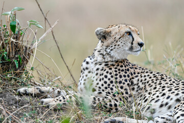 cheetah  in the vast wilderness of Africa