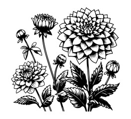 Dahlia Flower hand drawn vector illustration