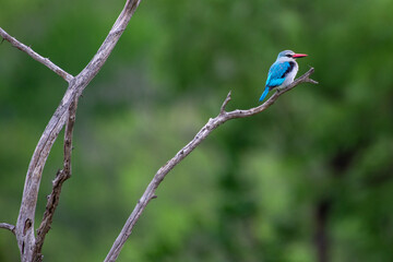 bird in the rain