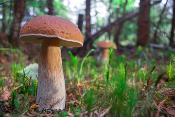 Edible white mushroom grows in the forest.