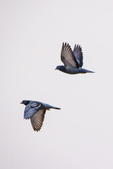 Obraz premium Two rock doves soaring side by side in the sky