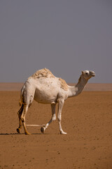 Camel walks through the desert