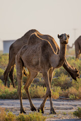 Group of camels in a grassy field