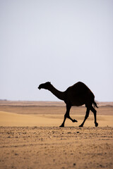 Camel traversing the arid desert landscape