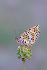 red butterfly on green plant, Persian Fritillary, Melitaea persea